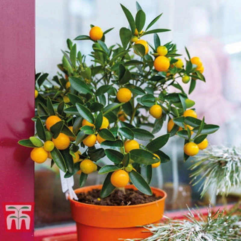 Image of Thompson & Morgan Citrus Fruit Orange Potted Plant X 2