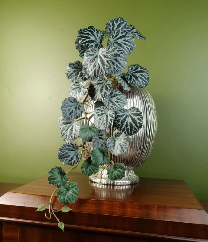 Image of Leaf Artificial Hanging Trailing Plant Begonia Plant Botanik Green