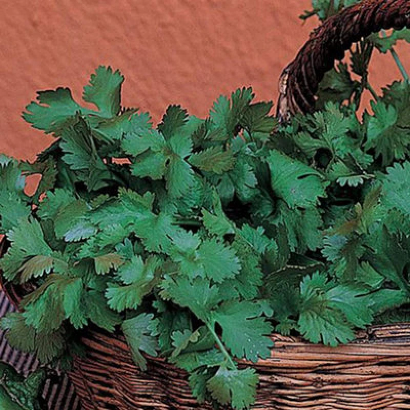 Image of Thompson & Morgan Organic Herb Coriander Leaf 1 Seed Packet 125 Seeds