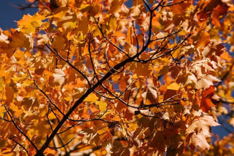 Image of Inspirational Gifting 3-4ft Field Maple (Acer Campestre) Grade A Bare Root Hedging Plant Tree Sapling - Pack Of 10