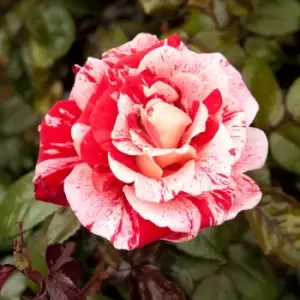 Image of You Garden YouGarden Rose 'Raspberry Ripple'