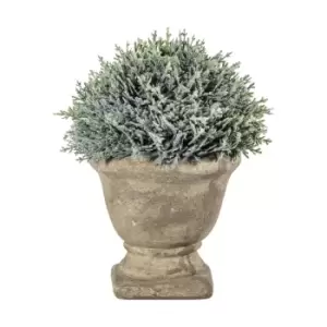 Image of Crossland Grove Cypress W/ Stone Effect Urn 150X150X180Mm