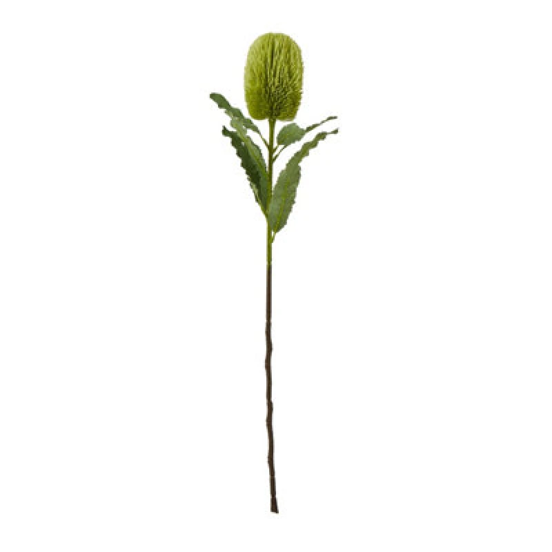 Image of Large Green Banksia Serrata Stem