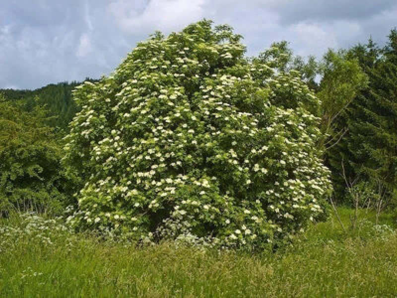 Image of Inspirational Gifting 2-3ft Elder (Sambucus N) Field Grown Bare Root Hedging Plants Tree Whip Sapling - Pack Of 10