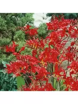 Image of Crocosmia Lucifer 10 Bulbs