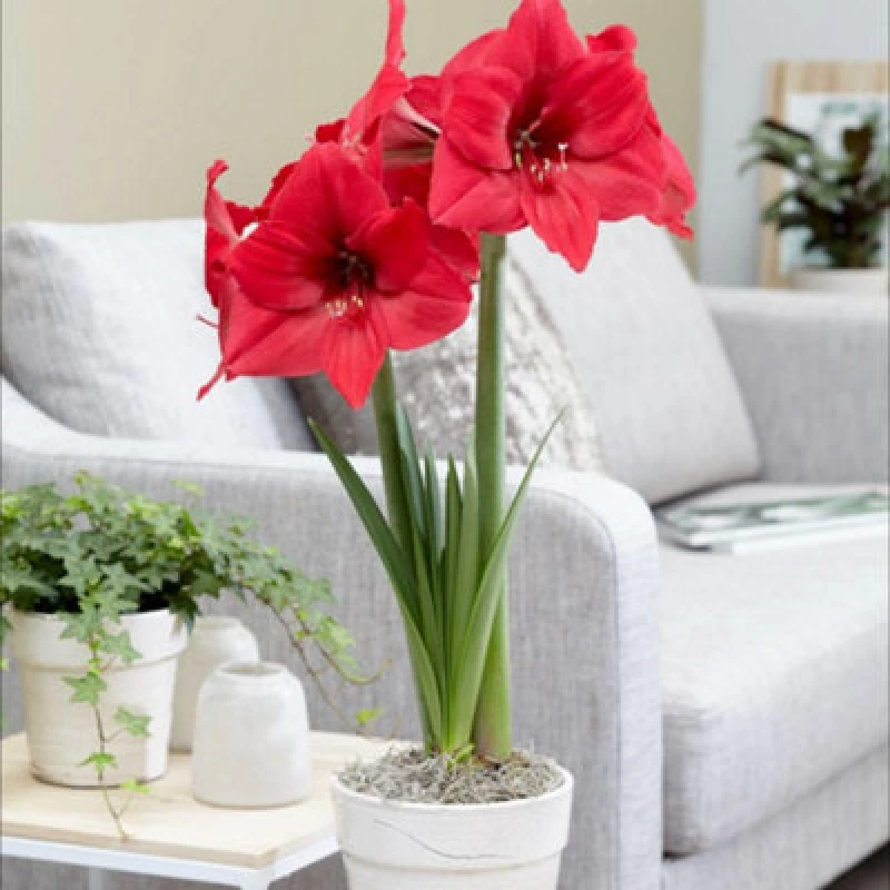 Image of Amaryllis Pleasure Deep Pink-Lavender Blooms Easy Grow Winter Houseplant Bulb 1X Thompson & Morgan