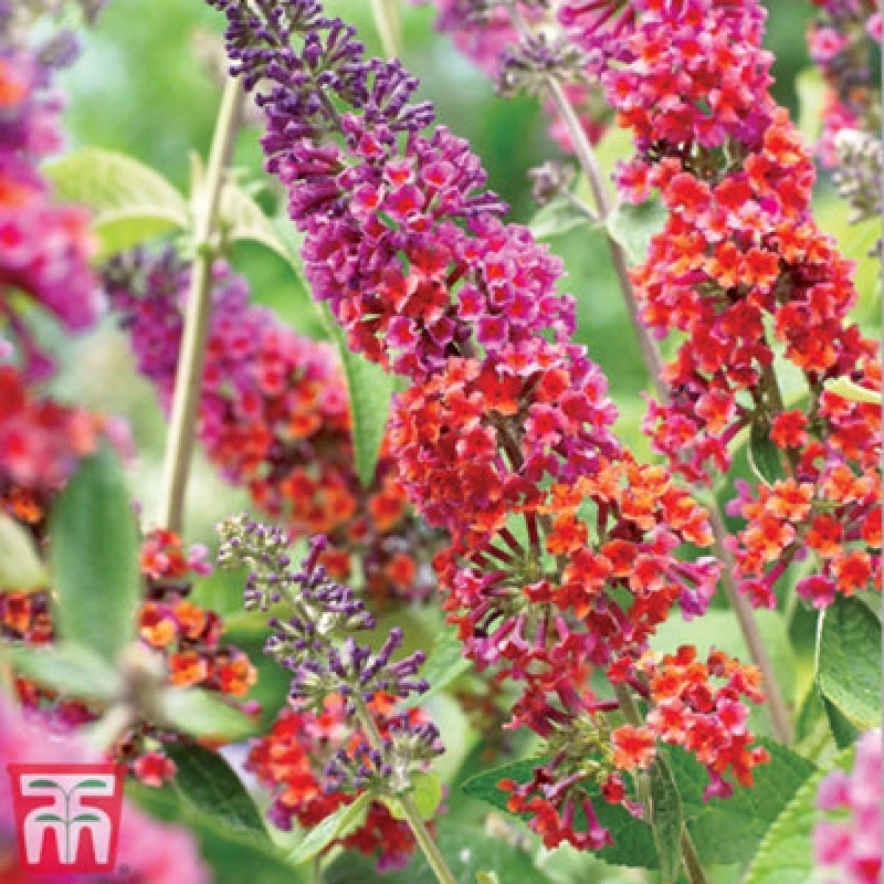 Image of Thompson & Morgan Buddleja Flower Power 2 Litre Potted Plantx 1