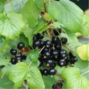 Image of YouGarden Blackcurrant Titania 2L - Brown