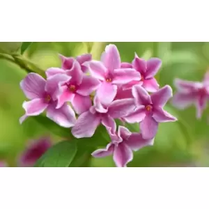 Image of Thompson & Morgan Thompson and Morgan Jasmine STARRY STARRY SUMMER SCENT 9cm - 1 plant