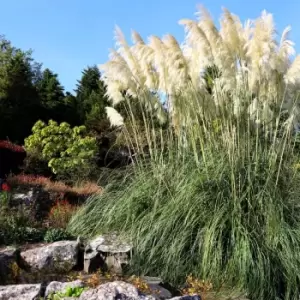 Image of Thompson & Morgan Cortaderia selloana 'White' Pampas Grass 11cm x 2