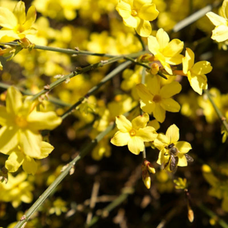 Image of YouGarden Pair of Winter Jasmine - Jasminum nudiflorum (2L Yellow unisex 2L Pot