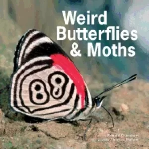 Image of weird butterflies and moths