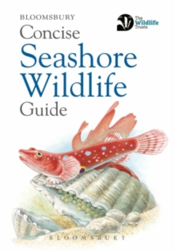 Image of Concise Seashore Wildlife Guide Paperback / softback