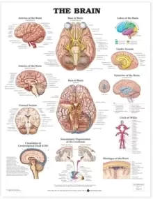 Image of The Brain Anatomical Chart