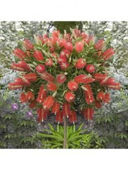 Image of Callistemon Kings Park' Standard 90Cm Tall