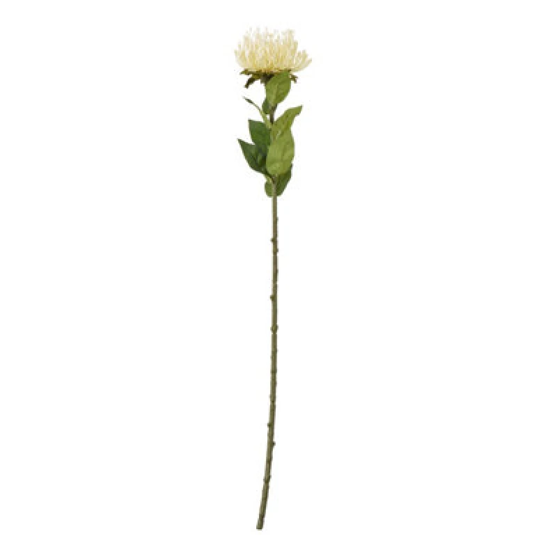 Image of Cream Protea Lorea Stem