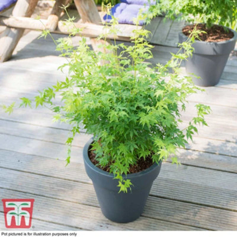 Image of Thompson & Morgan Acer Palmatum Going Green 3 Litre Potted Plant X 1