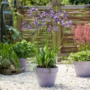 Image of Thompson & Morgan Agapanthus 'Poppin' Purple' 9cm pot - 1 plant