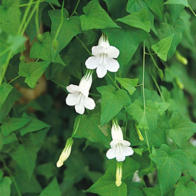 Image of Thompson & Morgan Asarina Scandens Brides White Seeds - White Trumpet Climber Compact Perennial For Containers & Trellis - 100 Seeds