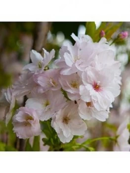 image of You Garden Flowering Cherry 'Amanogawa' 1-1.2M Tall Bare Root