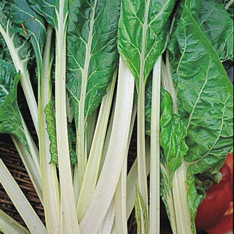 Image of Thompson & Morgan Swiss Chard (Leaf Beet) Lucullus 1 Seed Packet