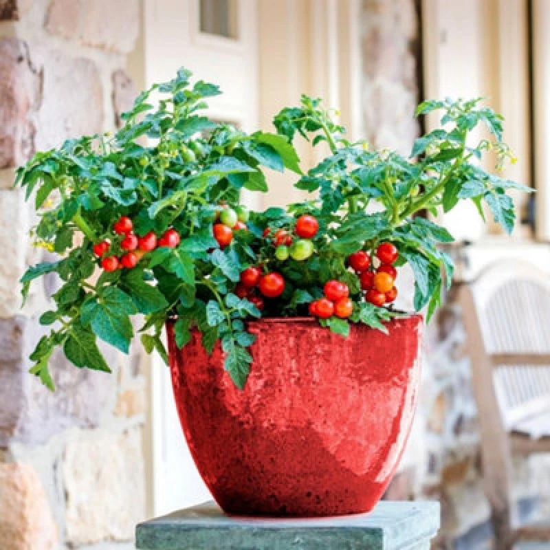 Image of Mr. Men Little Miss Tomato Veranda Red F1 1 Packet X 6 Seeds By Thompson & Morgan
