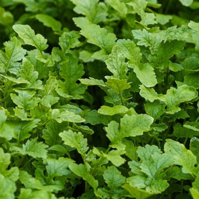 Image of Thompson & Morgan Spicy Mustard Greens Seeds - Hardy Autumn Sowing Salad & Cooking Brassica Juncea - 500 Seeds