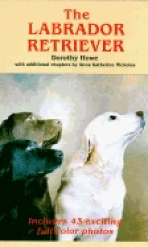Image of labrador retriever