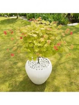 image of Acer Shirasawanum Moonrise 3L