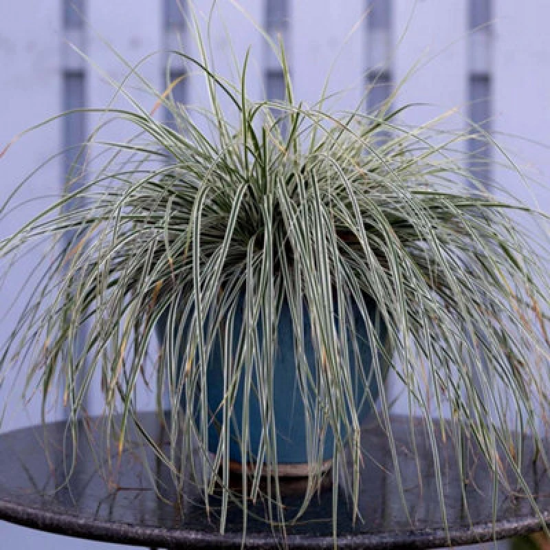 Image of Thompson & Morgan Carex Oshimensis Everest 9Cm Potted Plant X 1