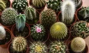 Image of Mini Cactus Collection: 3 Plants