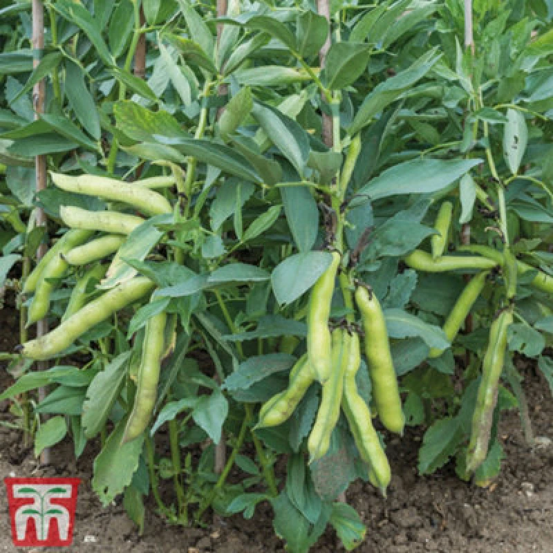 Image of Thompson & Morgan Bean Broad Luz De Otono 1 Seed Packet