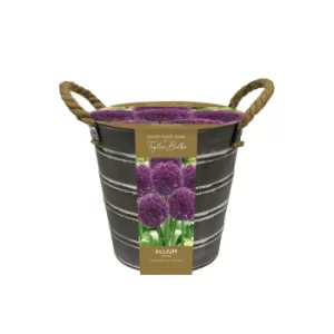 Image of Outdoor Allium Bucket