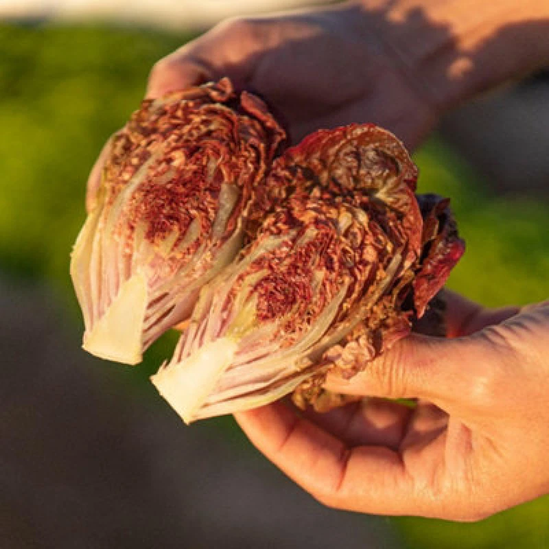 Image of Thompson & Morgan Lettuce Volcana Red Little Gem Seeds - Crisp Sweet Salad Perfect For Small Gardens & Containers. 30 Seeds.