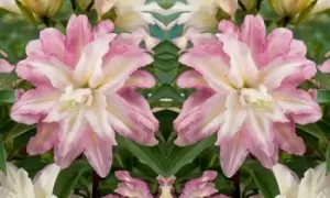 Image of Tree Lily Crystal Collection: Three of Each Varieties/Nine Bulbs