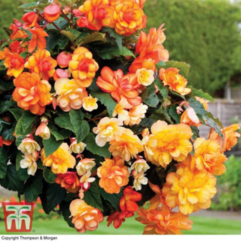 Image of Thompson & Morgan Begonia Apricot Shades - 12 Plug Plants - Ideal For Hanging Baskets, Patio Containers & Window Boxes