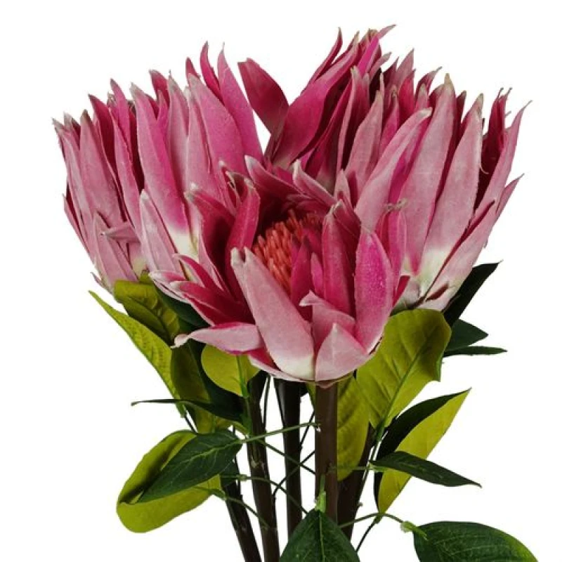 Image of Leaf Pack of 6 x 65cm Protea Sugarbush Flower Stem - Pink