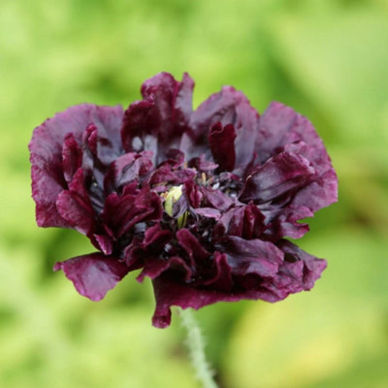 Image of Thompson & Morgan Black Peony Poppy Seeds Fully Double Deep Red-Black Blooms Hardy Annual 1 Packet (600 Seeds)
