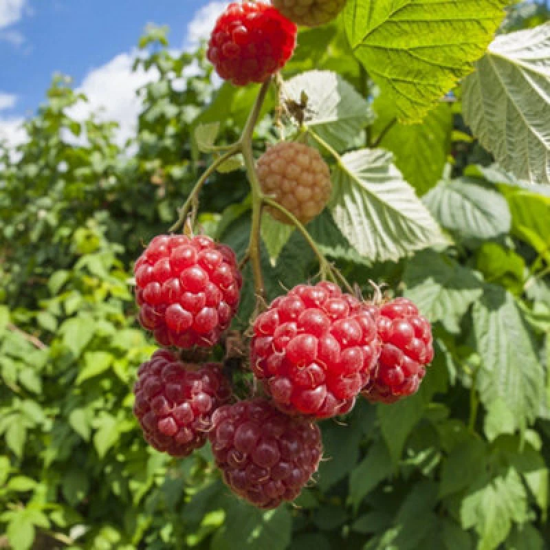 Image of Thompson & Morgan Rubus (Raspberry) Idaeus Willamette 15Cm Potted Plant X 1