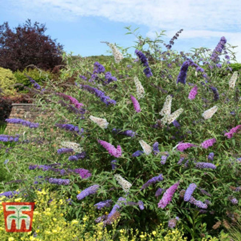 Image of Thompson & Morgan Buddleja Davidii Triple 3-In-1 12Cm Pot X 1
