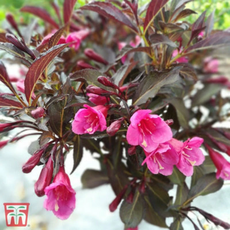 Image of Thompson & Morgan Weigela Florida Alexandra 3.6 Litre Potted Plant X 1