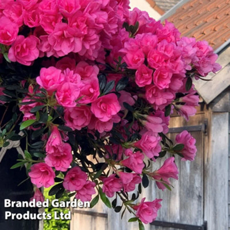 Image of Thompson & Morgan Azalea cascadula Bright Fuchsia 19cm Potted Plant x 1, Pink KF3555