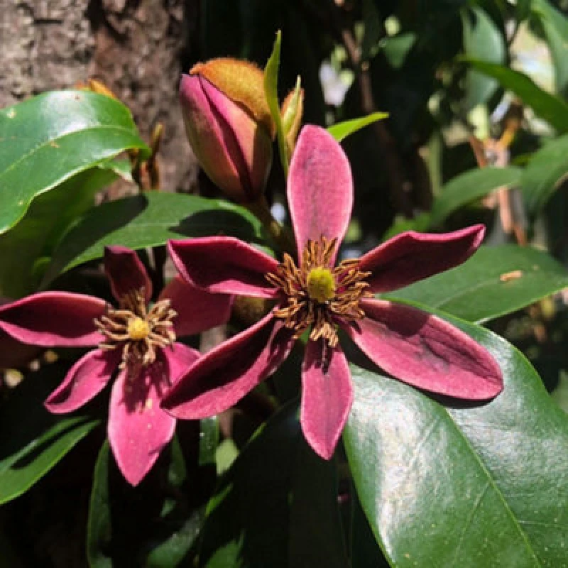 Image of Thompson & Morgan Magnolia Hybrid Stellar Ruby 9Cm Potted Plant X 1