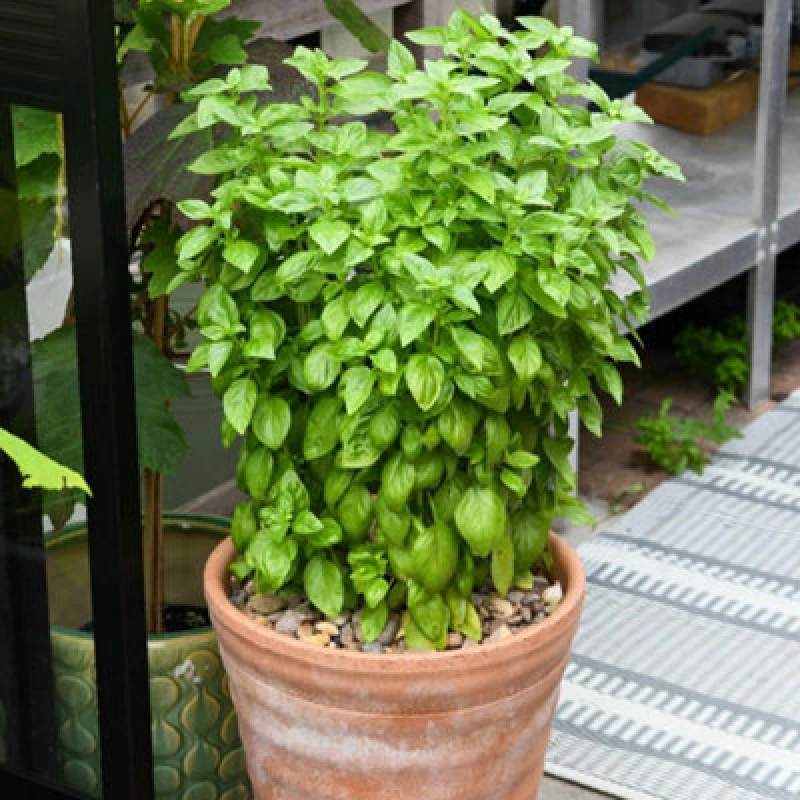 Image of Thompson & Morgan Basil Everleaf Emerald Towers Seeds - Long-Lasting Columnar Sweet Basil - 1 Packet X 15 Seeds