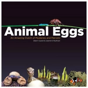 Image of Animal Eggs by Dawn Cusick Paperback