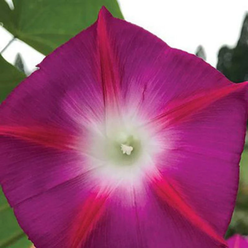 Image of Thompson & Morgan Ipomoea Party Dress 1 Packet (30 Seeds)