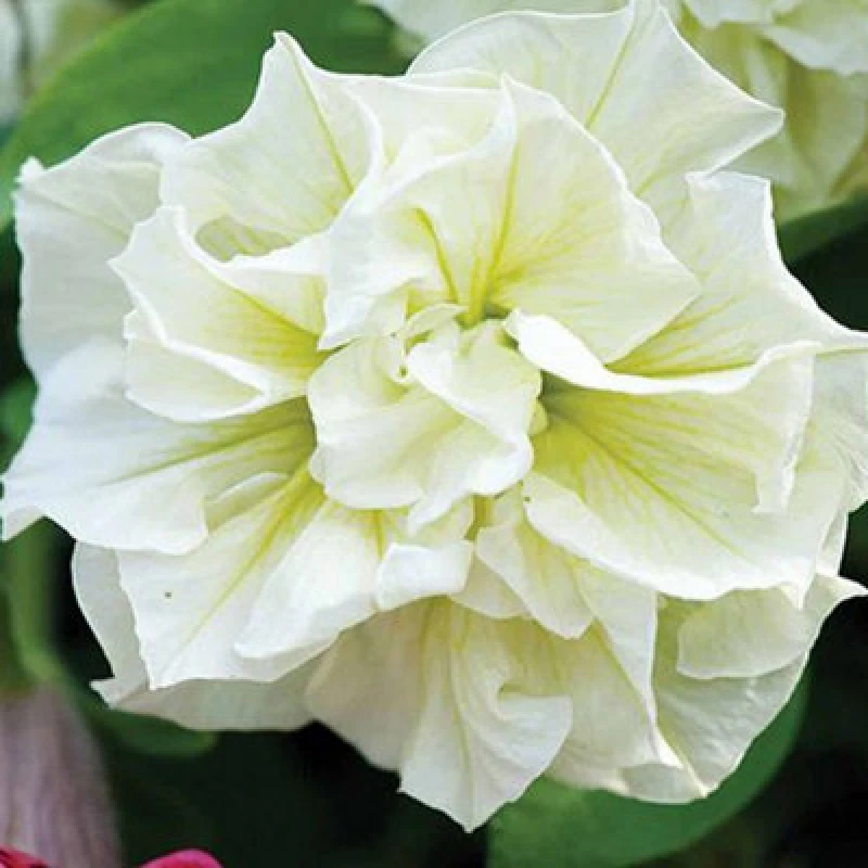 Image of Thompson & Morgan Petunia Tumbelina Frills & Spills Susanna - 10 Plants
