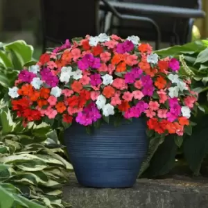 Image of Yougarden Busy Lizzie Beacon Mixed Plants 20 Pack