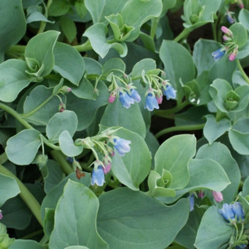 Image of Thompson & Morgan Mertensia Maritima Oyster Leaf Plant Seeds Hardy Perennial Edible Oyster-Tasting Leaves Sea Bluebells Coastal Gardens 1 Packet (8