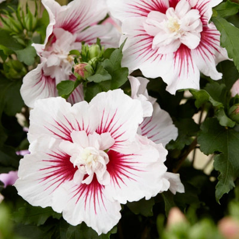 Image of You Garden Hibiscus Starburst Chiffon (3L Pot) One Colour W18KT Unisex